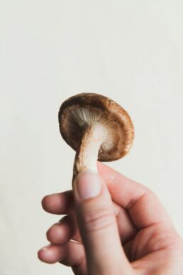 hand-holding-a-mushroom