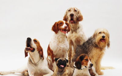 Cómo evitar las garrapatas en los perros
