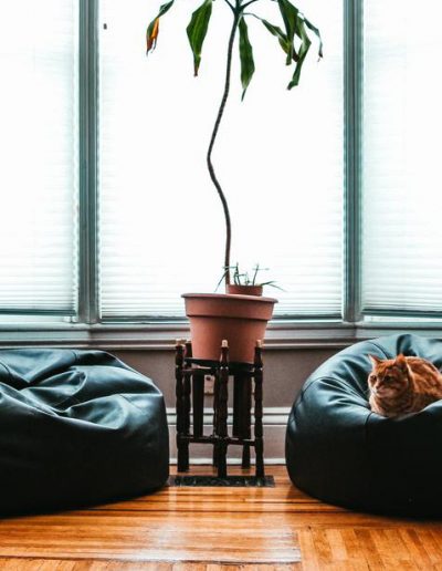 comfortable living room cat